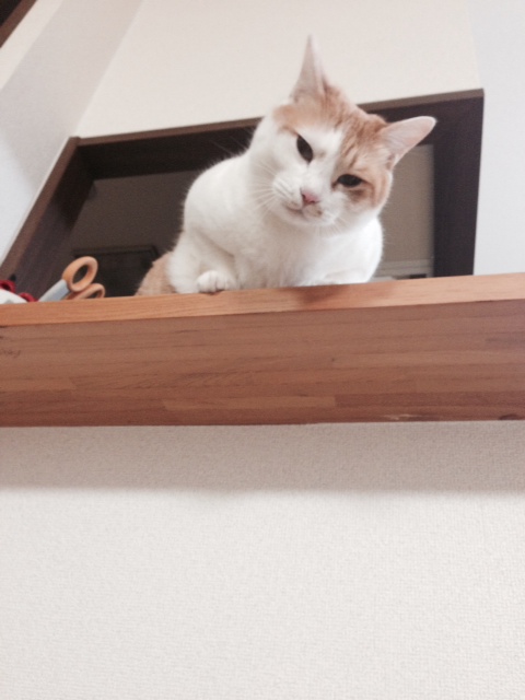 picture from keitai